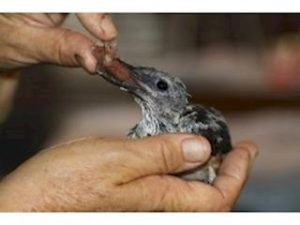 NZ Bird Rescue Charitable Trust